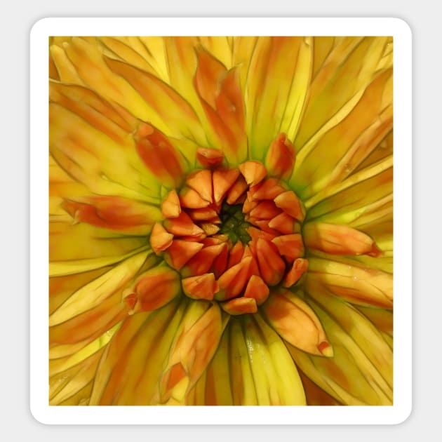 close-up glowing yellow and orange dahlia bloom Sticker by mister-john